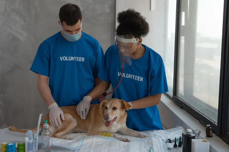 Echipă veterinară lucrând cu un câine